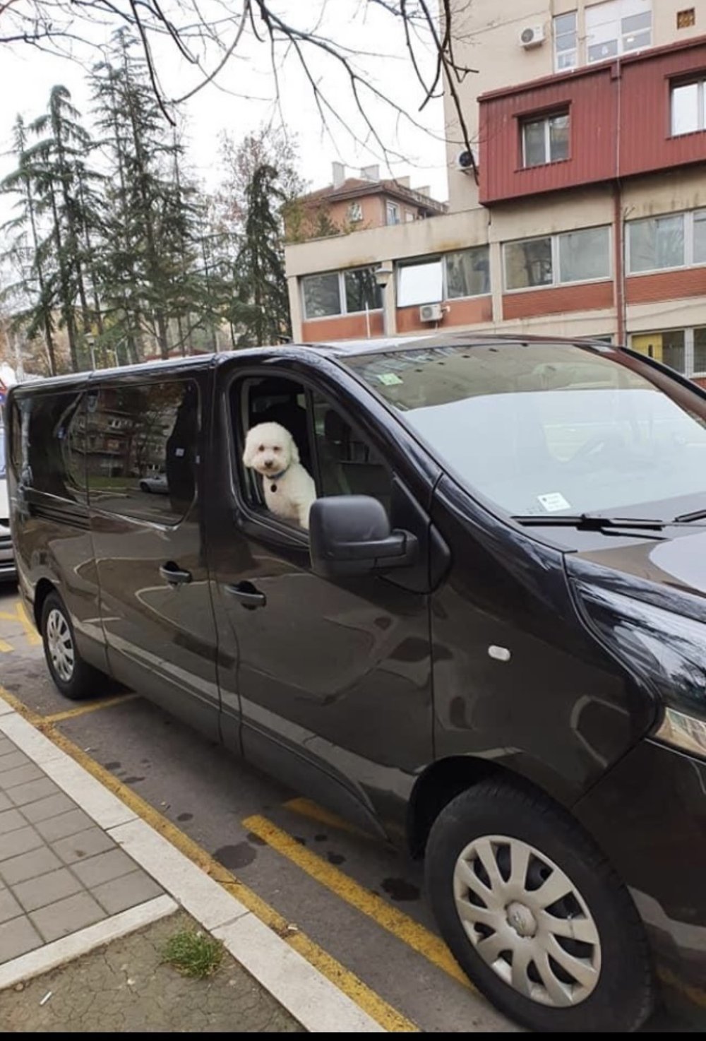 Kombi vozilo za prevoz putnika Srbija – Nemačka, sa psom Oliverom na prozoru